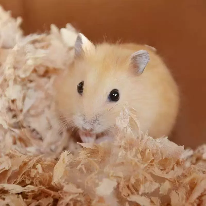 Экономичный питомец, не очень высокий, кусается, живой и милый.