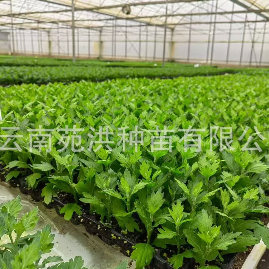 2025-03-26 21:20:37.jpg