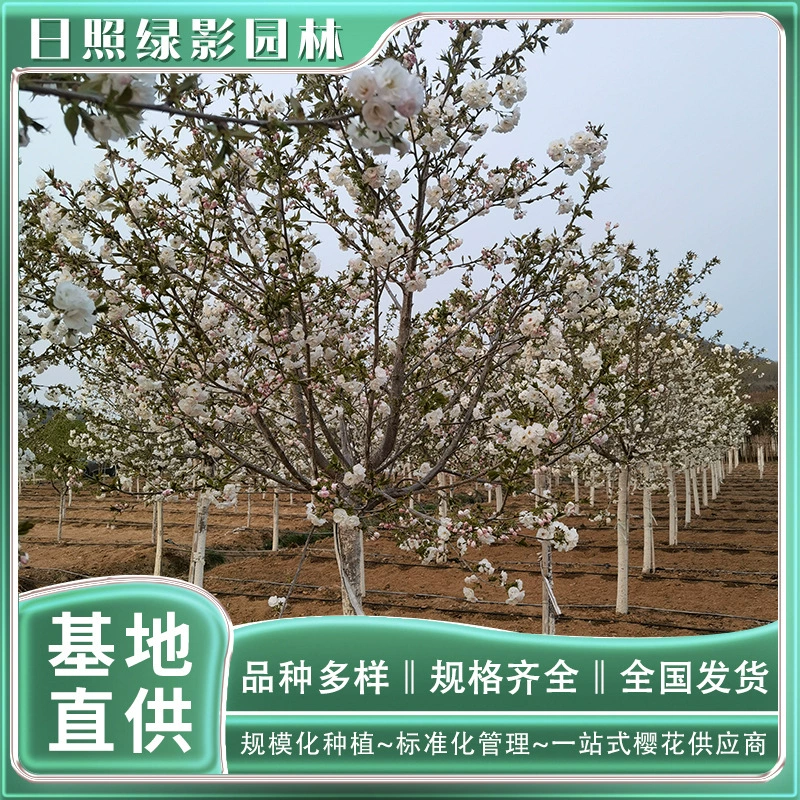 7 см белая замечательная вишня какая цена Зеленый теневой сад Белый замечательный Вишневый саженец рынок