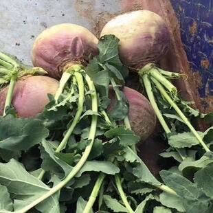 ���}������^�˷N�Ӻ����خa������Ͽ���n�}���N���ﲥ�߲˷N��