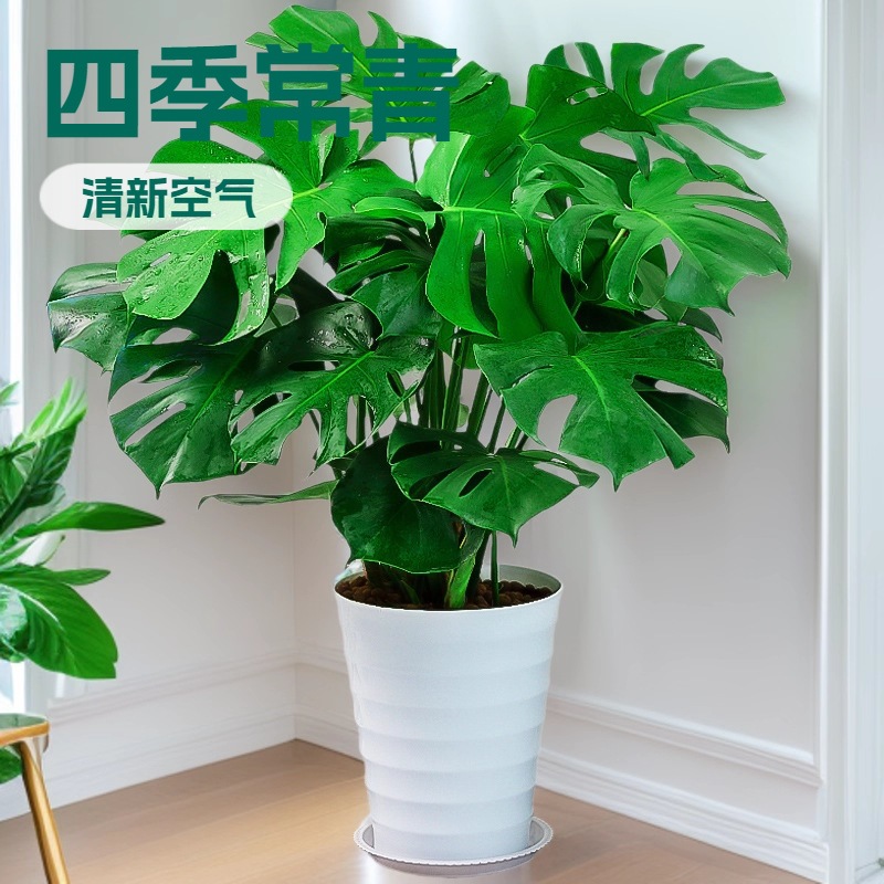 Monstera Large Potted Green Plant Indoor Living Room Office Fresh Air Evergreen Large Leaf Hydroponic Plant All Year Round