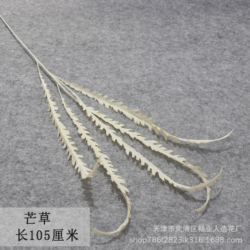 Miscanthus 1