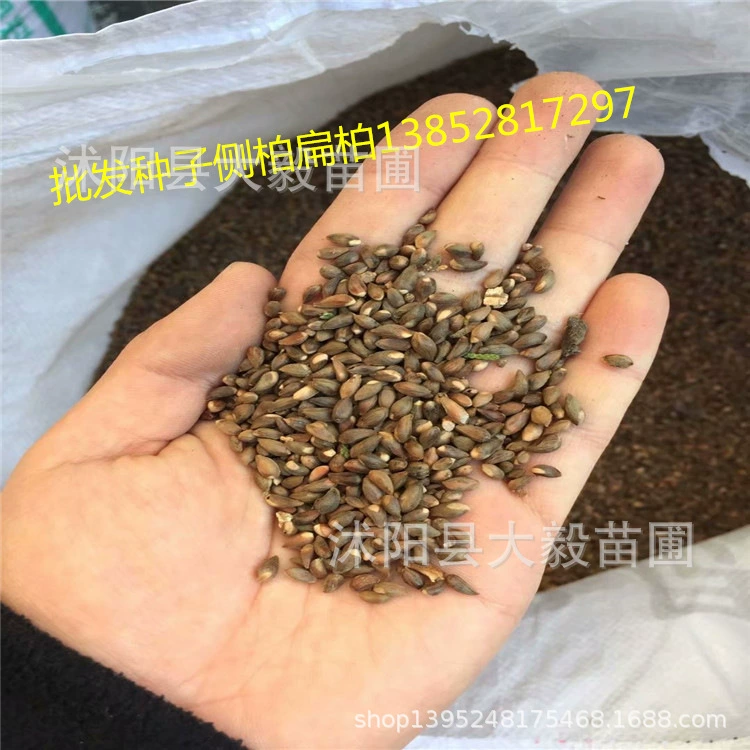 Семена Platycladus orientalis оптом, семена кипариса, семена кедра, легко выращиваются свежими