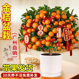 �ļ���ۘ����Ԏ�����ʳ����ֲؔ��͏d�҃������������ӹ���Gֲ