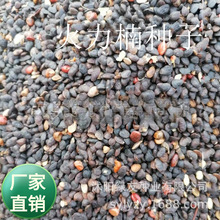 批发乔木树种  醉香含笑种子别名  火力楠 新货入库500公斤