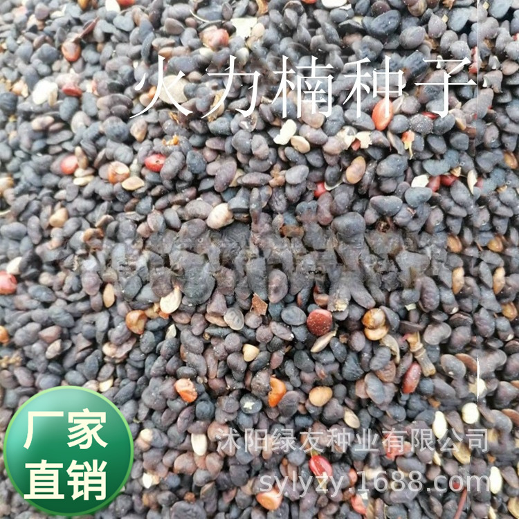 批发乔木树种  醉香含笑种子别名  火力楠 新货入库500公斤