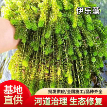 ������Բ�����ˮֲ�����r�з�Bֳˮ�݃���ˮ�|�ӵ�ˮ�w�G�����l