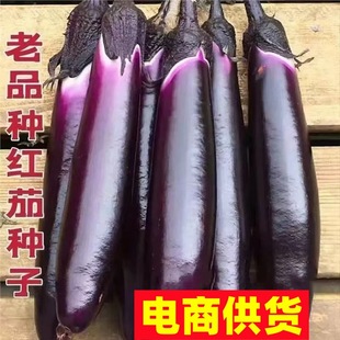 Purple Long Eggplant Seeds, Purple-Red Long Eggplant Seeds, Four-Season Farmhouse Purple-Skinned Eggplant Seeds, Strong Disease Resistance, High-Yielding Long Eggplant Seeds