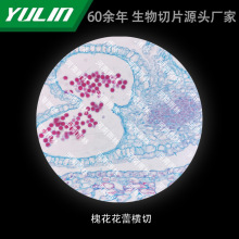 槐花花蕾横切高校医学院校用组织病理石蜡玻片标本显微镜