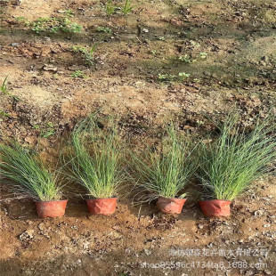 Fendai Grass, Water Greening Plants, Sea of ​​Flowers, Flower Belts and Flower Mirrors to Create a Landscape, Many Bases in Stock