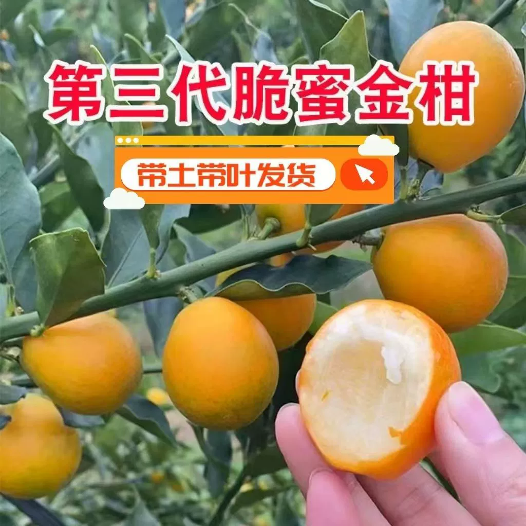 Третье поколение Rong'an хрустящие саженцы кумквата хрустящие кумкваты саженцы