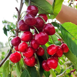 ܇��������Ҙ��m��Ʒ�N�����������1-10�������������