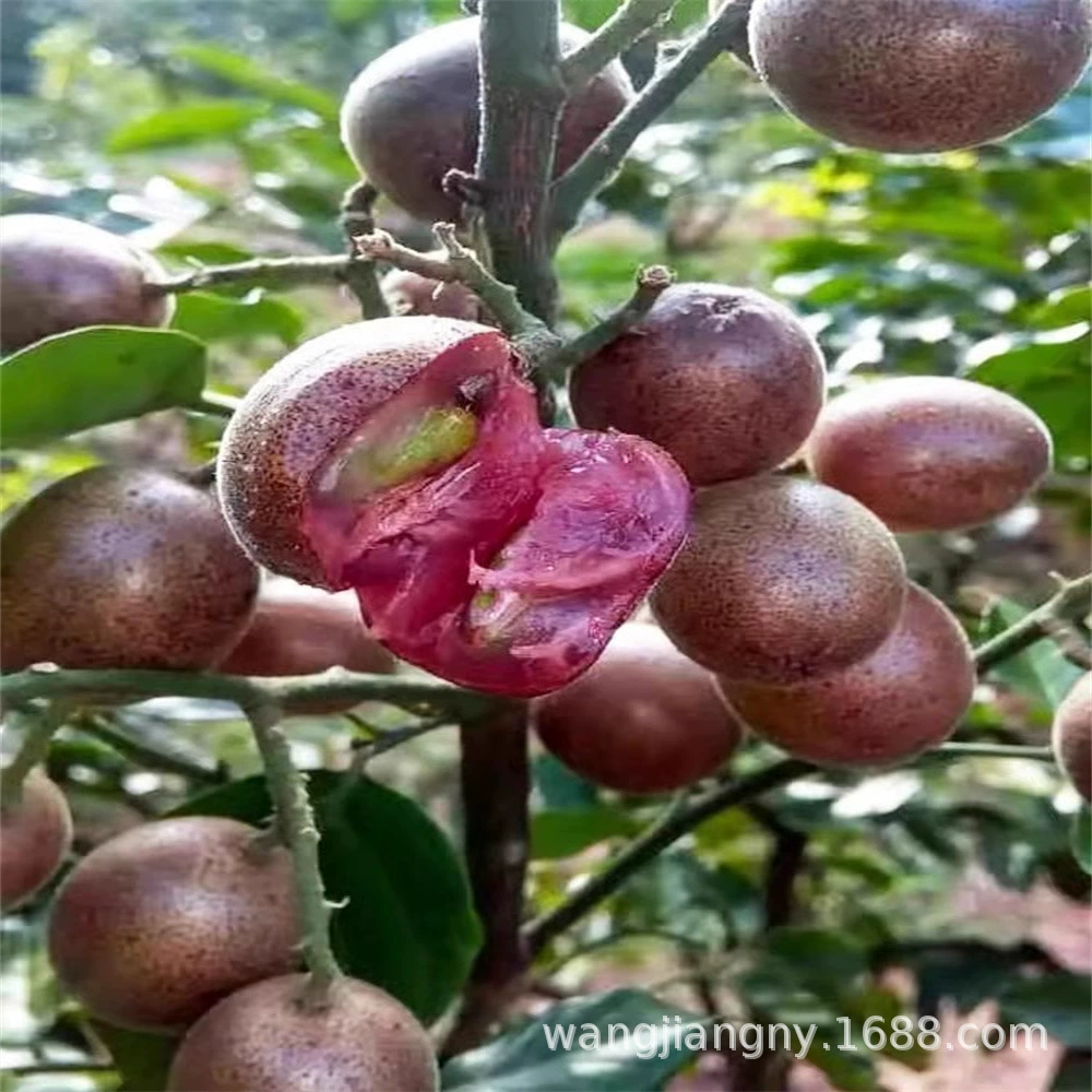 Прививка толстые сладкие большие фрукты без косточек кристаллический сахар куриное сердце желтая кожа фруктовые саженцы в горшках Южная посадка фруктовых саженцев с почвой