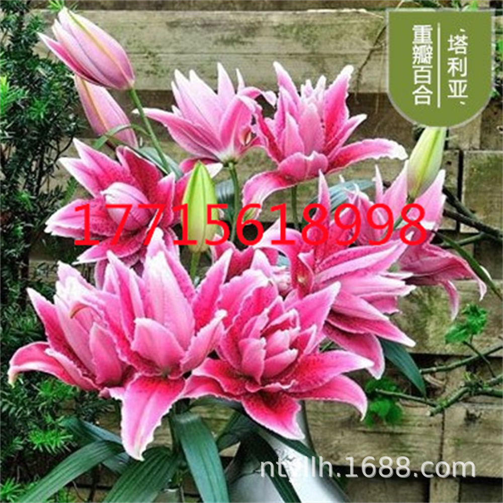 塔拉那金色粉色香水百合花庭院阳台室内花多年生花卉开花带盆栽好