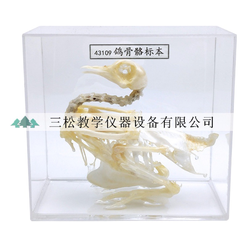 Snake skeleton specimen bat lizard Brazilian turtle rabbit crucian carp frog pigeon animal skeleton biological specimen