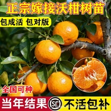 沃柑树苗正宗广西四川春见粑粑柑树苗丑橘砂糖橘种植盆栽橘子树苗