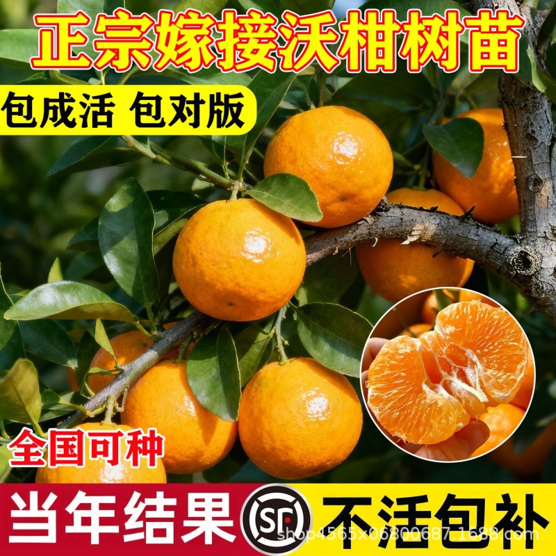 沃柑树苗正宗广西四川春见粑粑柑树苗丑橘砂糖橘种植盆栽橘子树苗