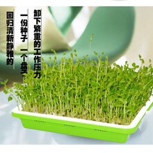 ���ܼӺ�С̖����P��ѿ���ˮ��W���㶹�綹ѿ�Nֲ�P�̨С�ˈ@