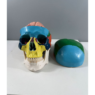 Human Skeleton Skull Artificial Skull Skull Oral Teaching Skull Asian Color Headband 8 Parts Brain a