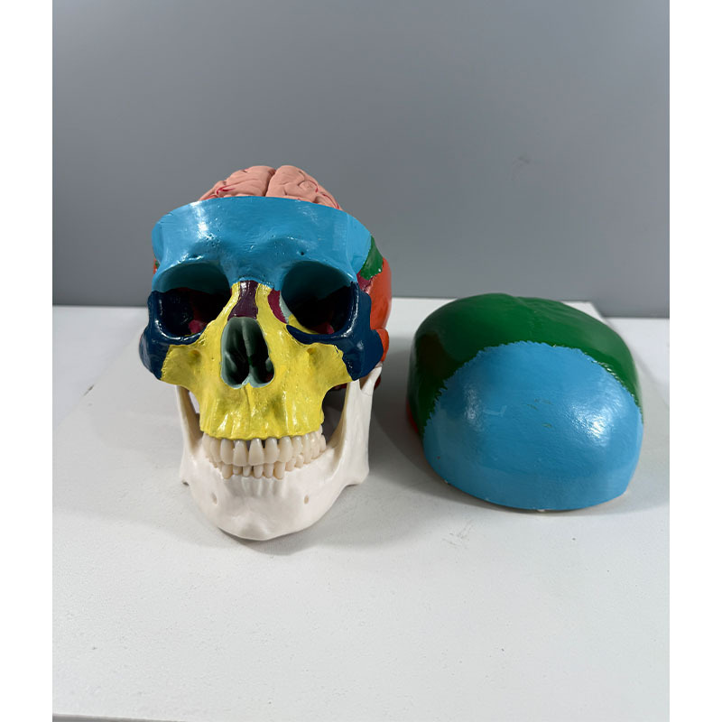 Physiological realistic skeleton