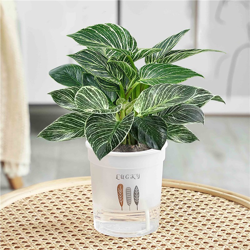 플래티넘 다이아몬드 높이 30cm 화분 3개 삼엽 화분 + 영양액