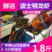 接近2斤【1.8斤】鲜活波士顿龙虾大龙虾澳洲龙虾包活水产品海鲜