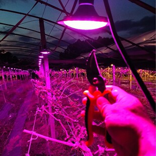 ��¡���r���I�����a����������L��LEDֲ���ꖹ�õ����������