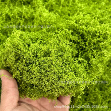 新款仿真丝状苔藓绿色微景观布置假草坪鱼缸造景假山石头盆景批发