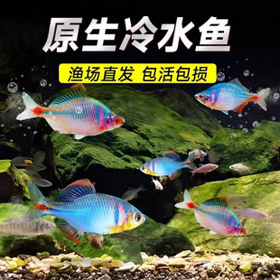 �߲ʸ��w�~ԭС����ˮ�^�p�~��ˮ���Bԭ���������~��Ƥ��ˮ�~