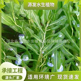 水生植物;其他园林资材