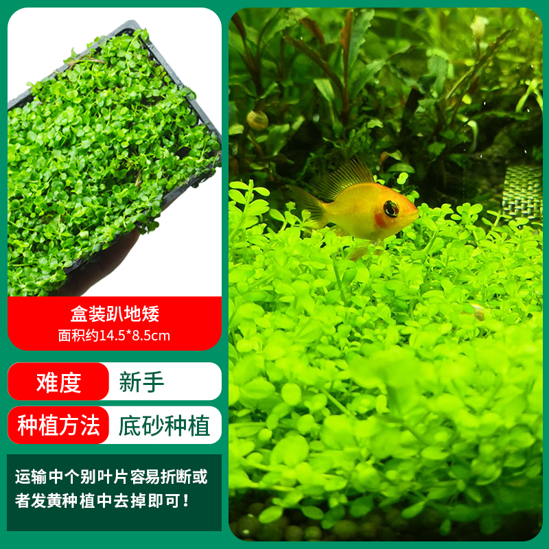 가격 대비 가치가 높은 박스형 로우 펄