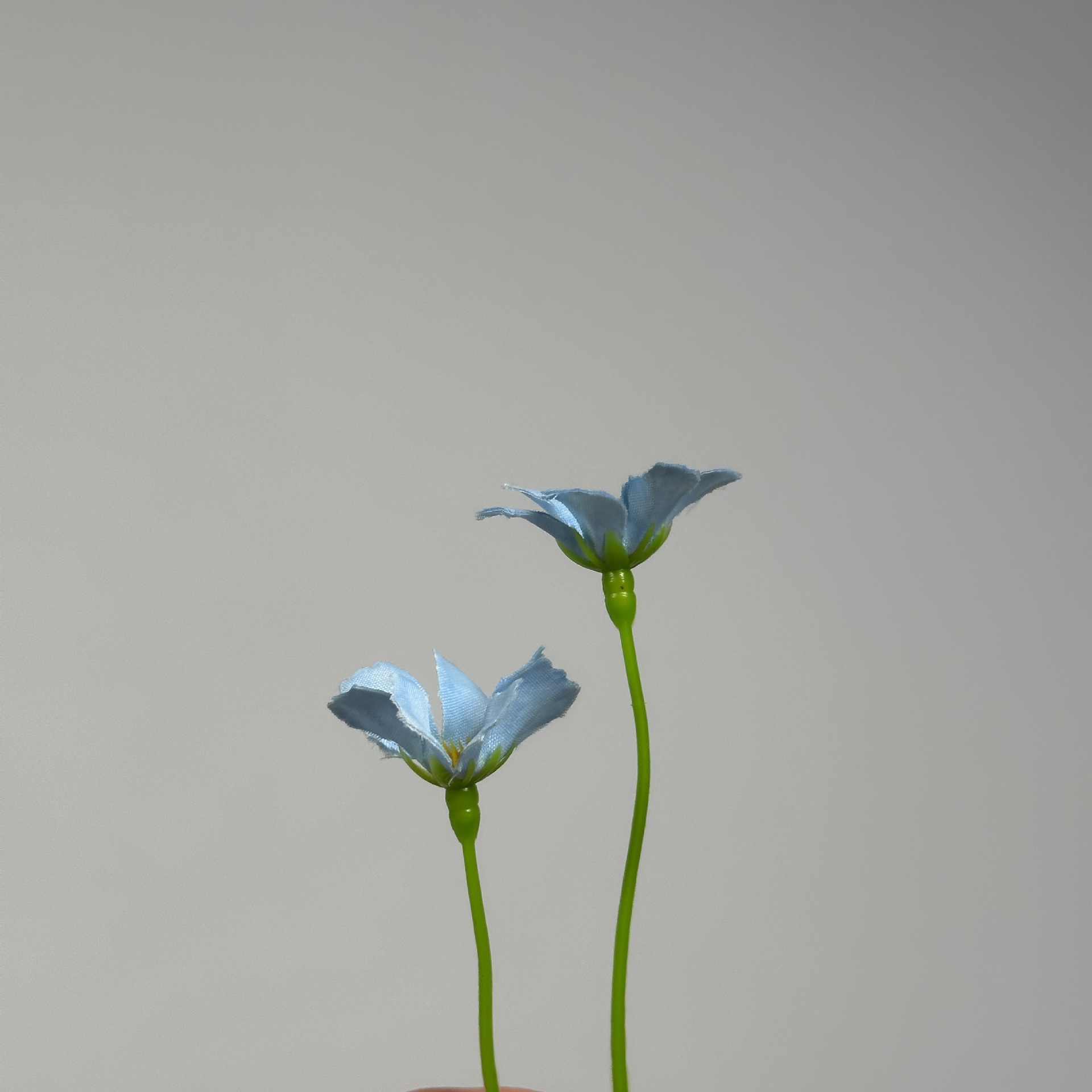 2갈래 난초 국화 머리 하늘색