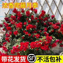 ���_�����ȴ����Nޱ���ٱ��¼��ش�ͥԺ��������ֲ���ļ�