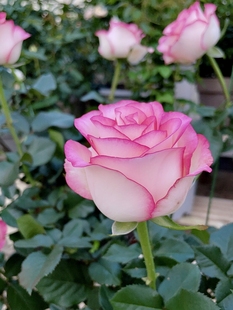 Shrub Cut Flower Rose Elsa/Elsa Rose Seedling Tall Wine Glass Flower Shape Disease Resistant and Easy to Grow Garden Rose Potted Plant