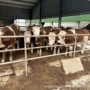 改良育肥苗种肉牛犊