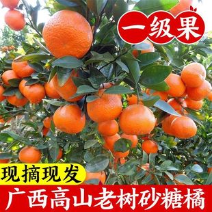 ����5��V��ɳ�ǽ����rɰ���ٱ�Ƥ����С����