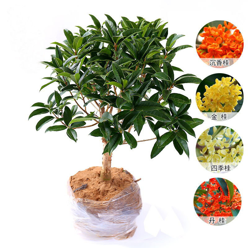 四季桂花树苗盆栽庭院金桂丹桂开花盆景常青植物室外地栽浓香花卉