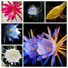 羳ɫһN ͥ׷N㻨 ֲ˕һ̨