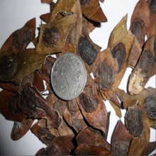 新黄花梨种子海南黄花梨种子 降香黄檀种子 保证出芽 值得信赖