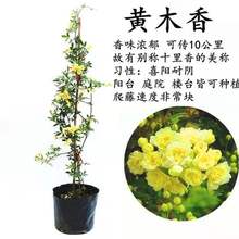 红木香花苗爬藤植物庭院阳台玫瑰花卉盆栽藤本月季蔷薇黄木香花苗