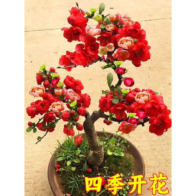 Begonia Flower Potted Saplings, Double-Petaled Longevity Crown Bonsai, Old Stump Courtyard Plants, Indoor Florals, Blooming in All Seasons and Easy to Maintain