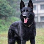 纯种东德牧羊犬幼犬纯黑色狼灰太极幼崽看家护院犬警犬工作犬狗狗