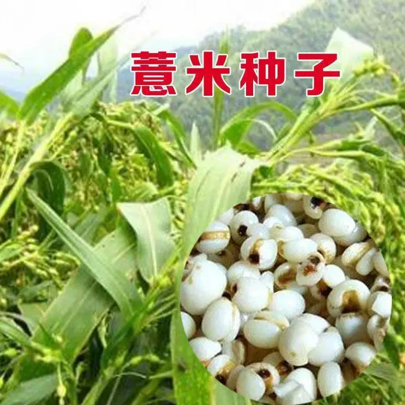 Семена Кокса целебные и съедобные небольшие семена коикса шесть сезонов посев злаков и злаков