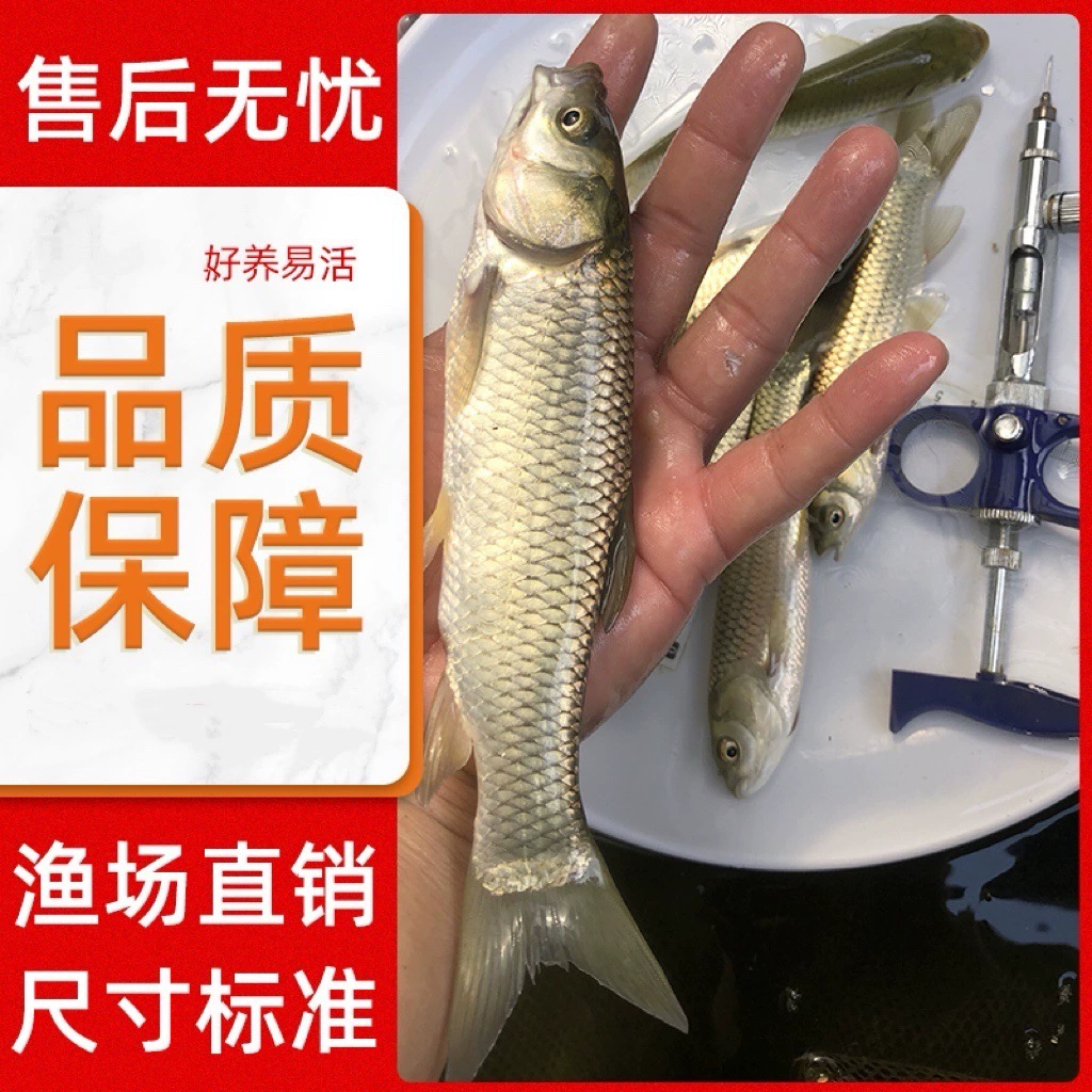 Мальки линя крупного Anhui карась серебряная леща наш крепкий карась мальки live четыре крупные рыбы пресноводная культура съедобная