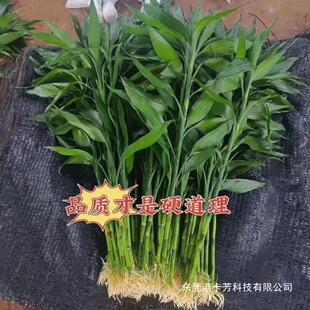 ����횸��F��ˮ��͏d���~���ԑ���ˮ���k���ҾGֲ��ݗ����B��