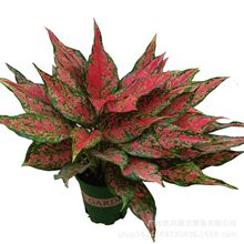 �t��ʹ�W�y���^�~���Զ������ݱ�ֲ�ﻨ�ܻ��@�������~�ͺ����B