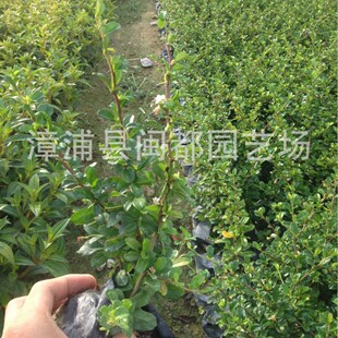 ������ ������20cm �I�B�� ���޼� �����G�h�߅�� ��������ֱ��