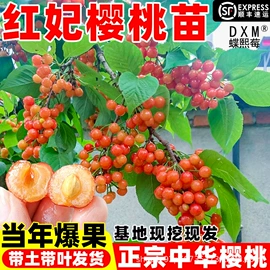 盆栽;园林果树;灌木