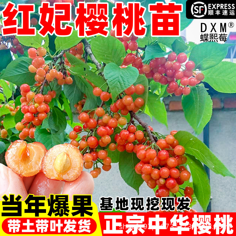 Cherry Saplings, Red Imperial Cherry Fruit Saplings, Grafted for Planting in the North and South, Courtyard Planting, Cherry Fruit Trees, Large Cherry Saplings