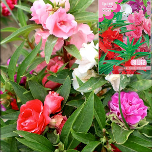 �P�ɻ��N��ָ�ײݻ��҃��̨����ͥԺ�׻��ļ����ܷN�яS�����l